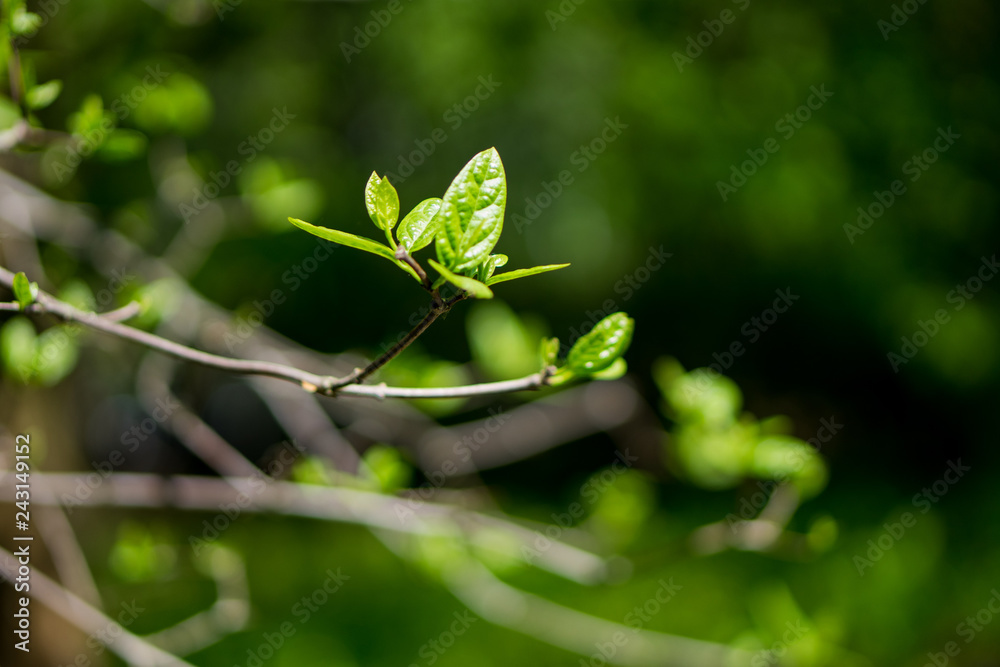 few green leaves few green leaves