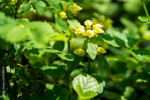 yellow flowers in sun