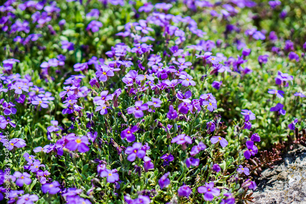 Obraz premium field of violet flowers