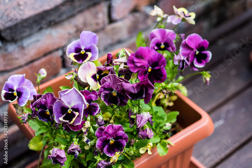 Purple flowers in a bowl