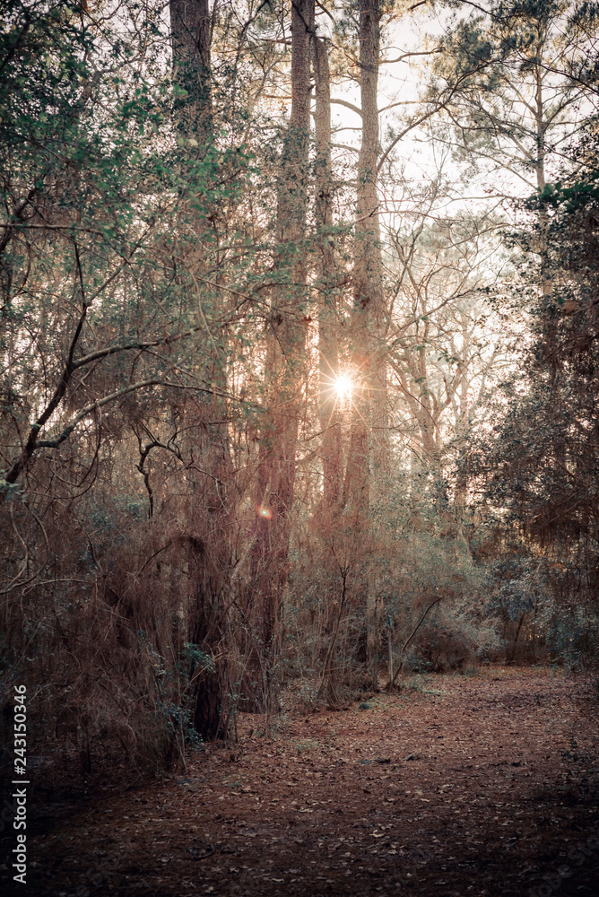 Sunset through the trees