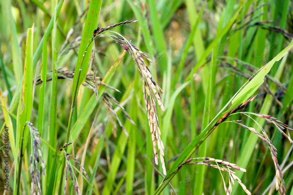Green ear of rice in paddy rice field Green ear of rice in paddy rice field