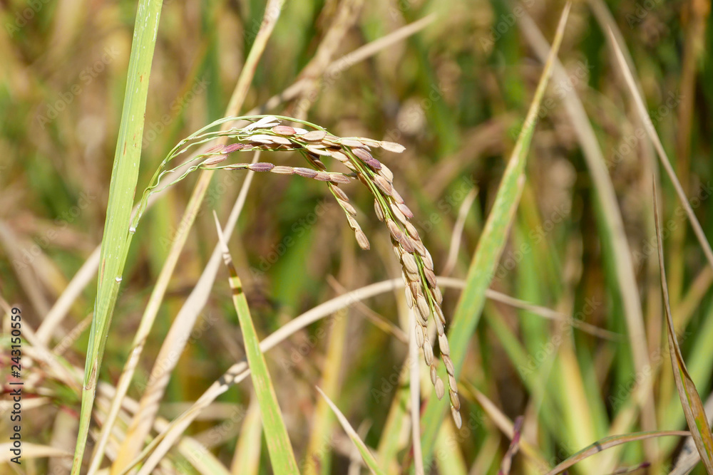 Green ear of rice in paddy rice field Green ear of rice in paddy rice field
