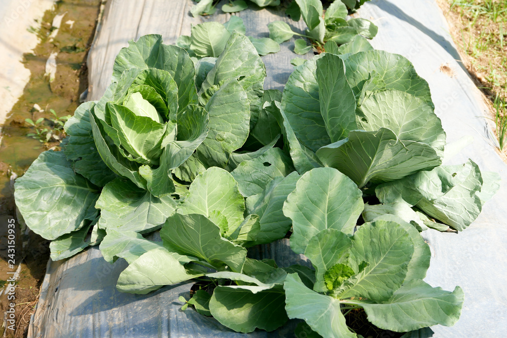 gardening Vegetable farming, organic cabbage cultivation gardening Vegetable farming, organic cabbage cultivation