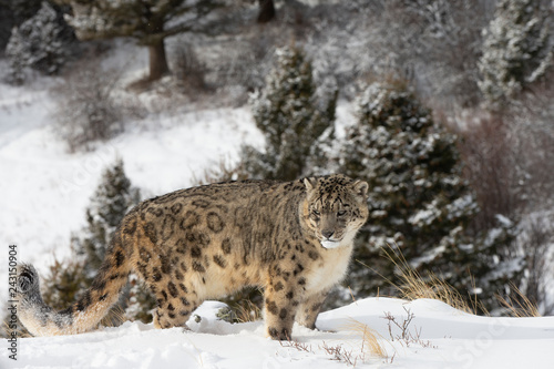 Rare, endangered, elusive Snow Leopard in cold winter snow scene © Dennis Donohue