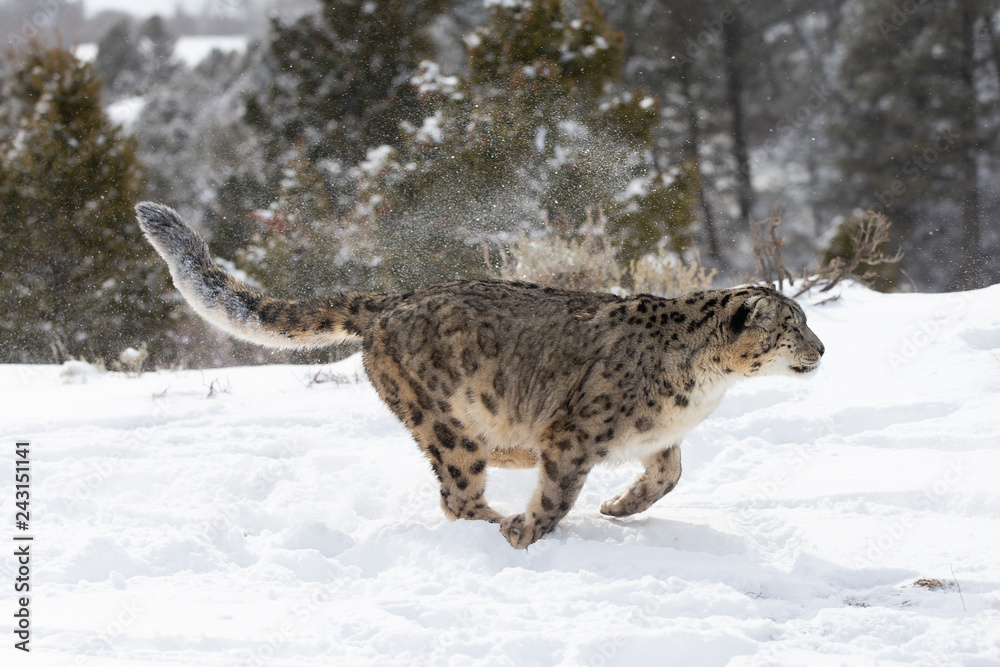 Rare, endangered, elusive Snow Leopard in cold winter snow scene Rare, endangered, elusive Snow Leopard in cold winter snow scene