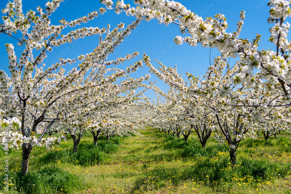 Rows of beautifully blossoming in white cherry trees on a green lawn in spring Rows of beautifully blossoming in white cherry trees on a green lawn in spring