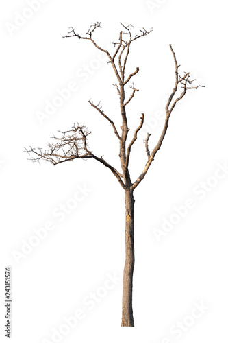 Dead tree isolated white background