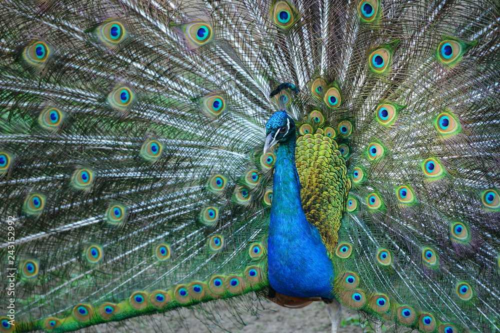Obraz premium Peacock in his beautiful dress of colors