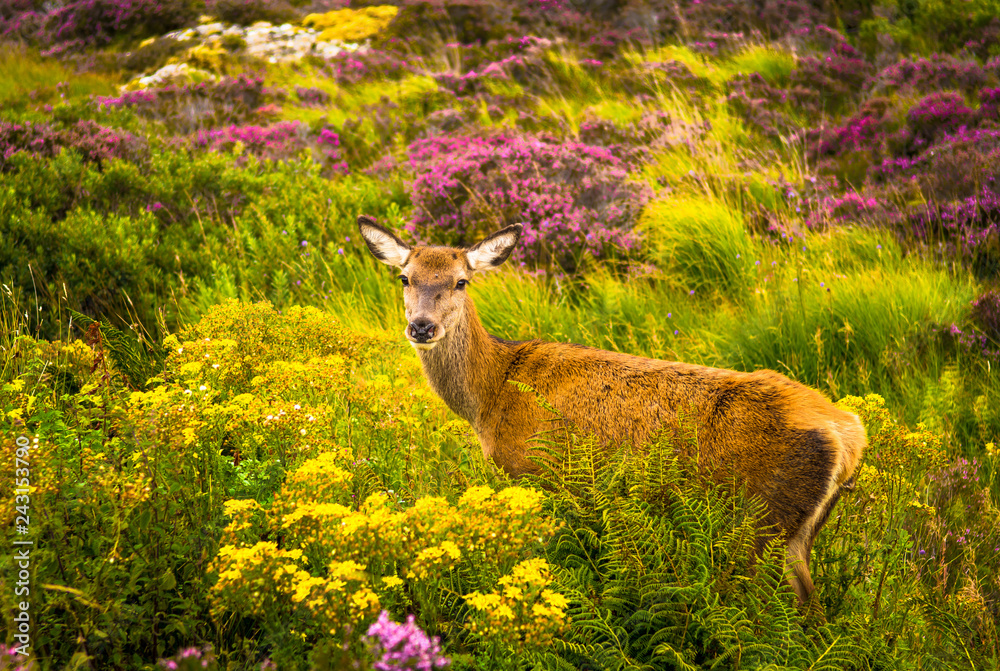 Obraz premium Female Deer In Wild Coastal Landscape In Scotland