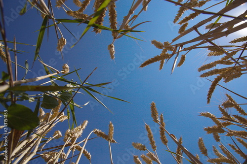 Bliesgau Saarland Kornfeld Himmel Freiheit Getreide Bio Biosphäre Landwirtschaft Landbau ein Bett im Kornfeld