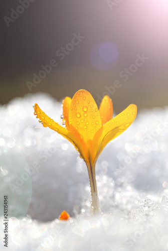 Fototapeta Naklejka Na Ścianę i Meble -  Crocuses yellow grow in the spring garden under the sun. Beautiful primroses with dew drops blossom outdoors on snow, a template for a greeting card.