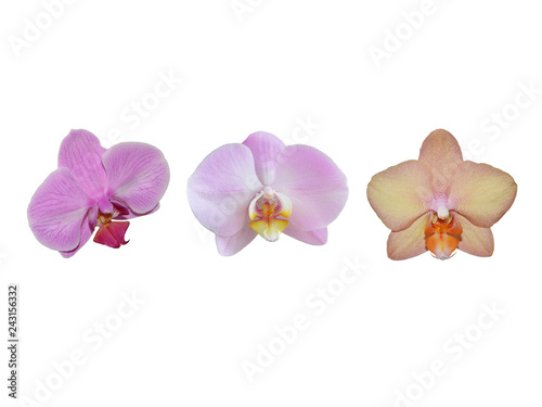 Pink orchid flowers of different shades isolated on a white background