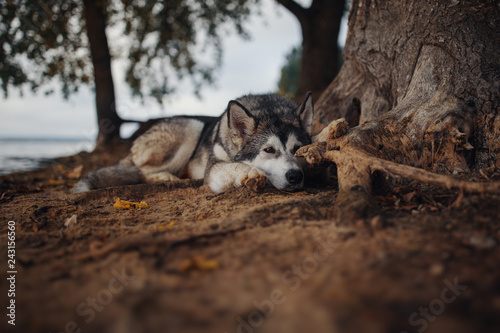 Portrait of dog Alaskan Malamute