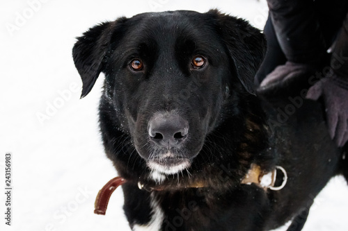 black dog in the snow