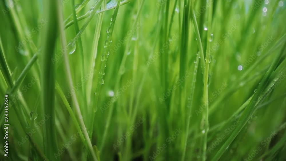 Green grass close-up super macro shooting. Green grass close-up super macro shooting.