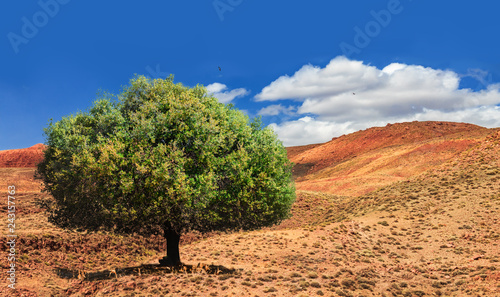 Lonely green argan tree in the middle of the desolating valley in Morocco. Beautiful Northern African Landscape . Fascinating view from the hill to the valley in Morocco