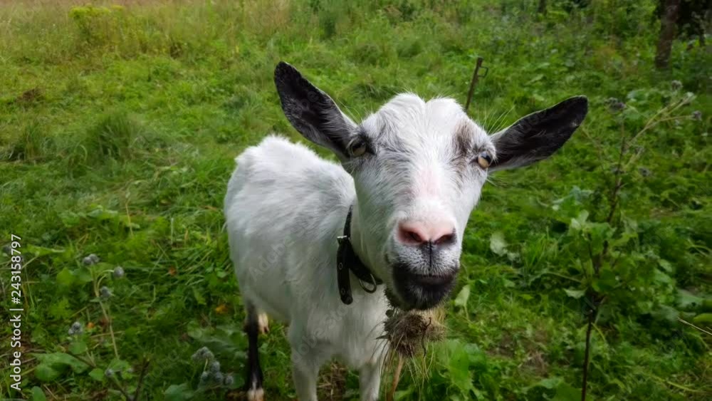 Funny white Goat looking at camera Funny white Goat looking at camera