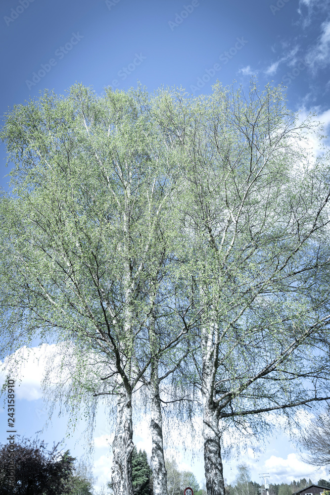 Looking up through silver birch trees with spring growth Looking up through silver birch trees with spring growth
