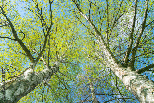 Obraz na plátně Looking up through silver birch trees with spring growth