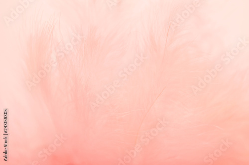 Wallpaper Mural Background from feathers of coral color. Soft focus, texture Torontodigital.ca