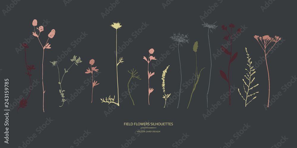 Vector silhouettes collection. Set of field flowers, herbs. Vector silhouettes collection. Set of field flowers, herbs.