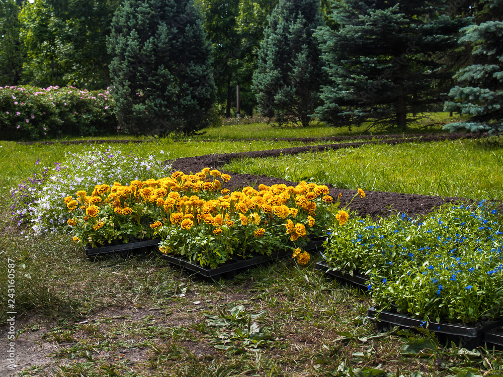 Ready-made seedlings of flowering flowers for planting on a flowerbed stand on green grass on a clear day