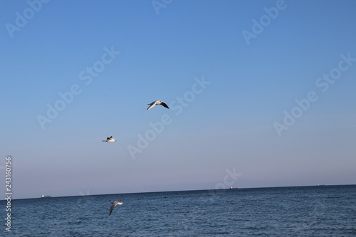 Black Sea gulls in free flight