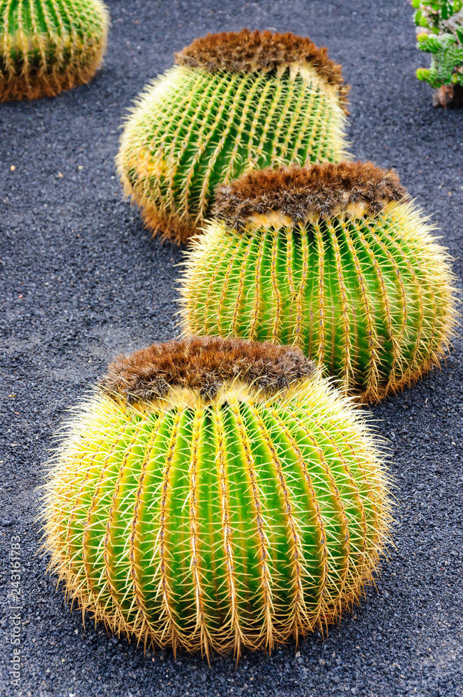 variety of cactus in cactus garden in canary islands, spain variety of cactus in cactus garden in canary islands, spain
