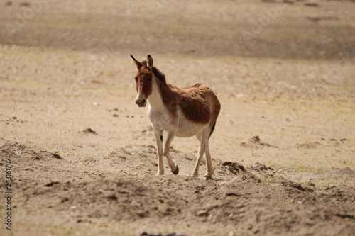 Kiang photo