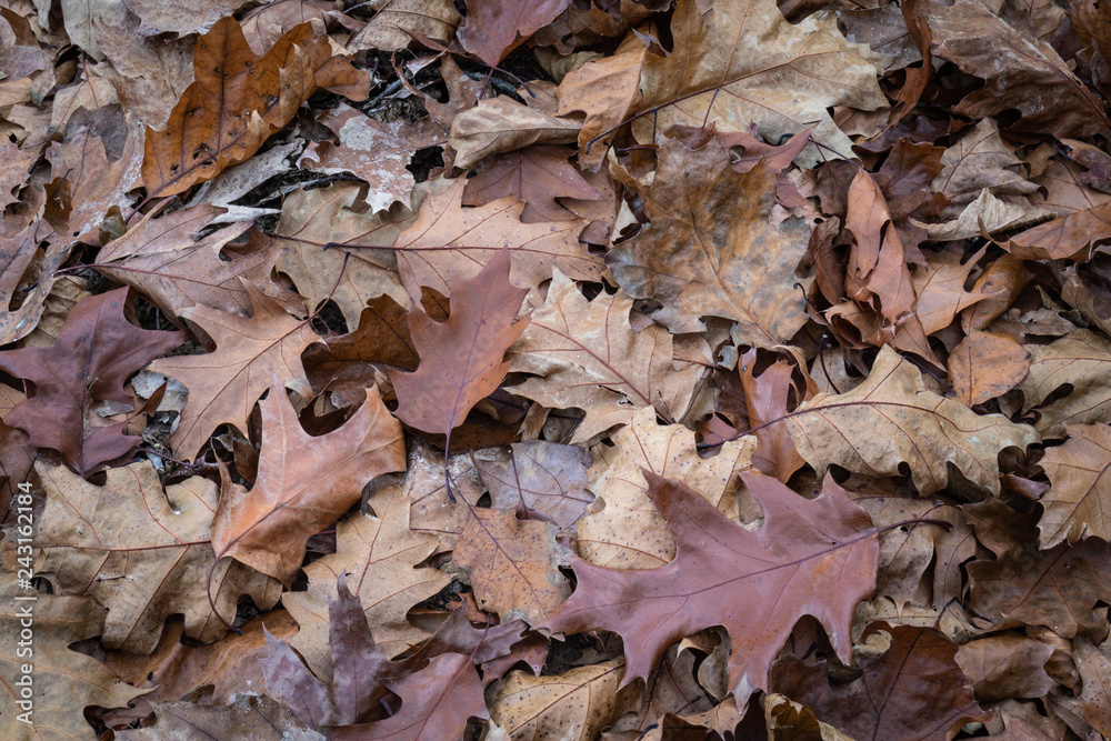 close up of brown maple leaves lying on forest ground pathway