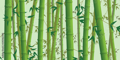 Bamboo forest background. Vector.
