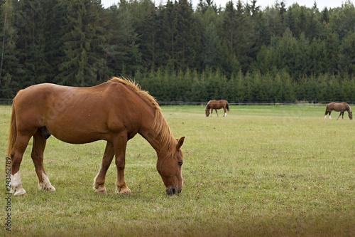 three horses on a meadow