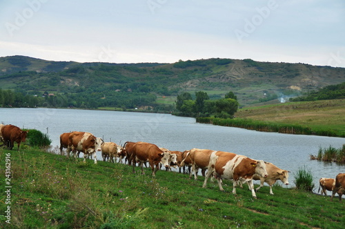Grazing cows in hilly countryside in Romania,near the lake