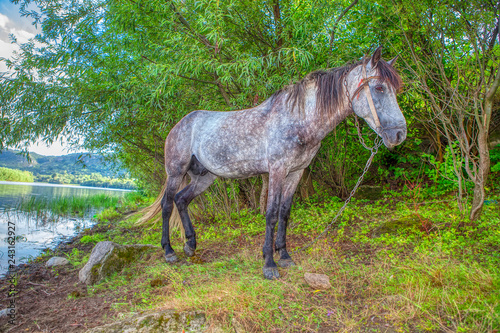 Beautiful grey mare grazing on the river shore