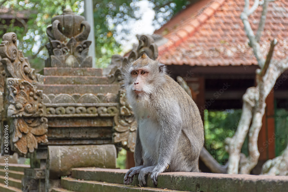 Macaca Fascicularis, Balinese long tailed Monkey at the outdoor water dispenser at Ubud Monkey Forest in Bali Indonesia