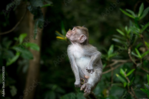 Little baby-monkey in monkey forest of Ubud