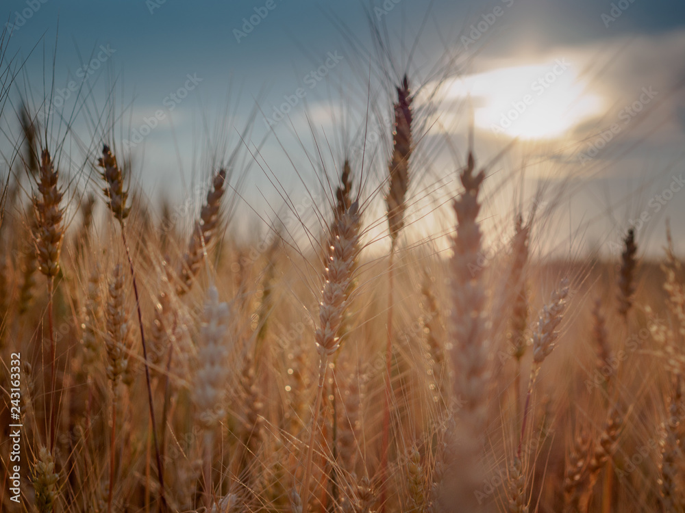 Field Field