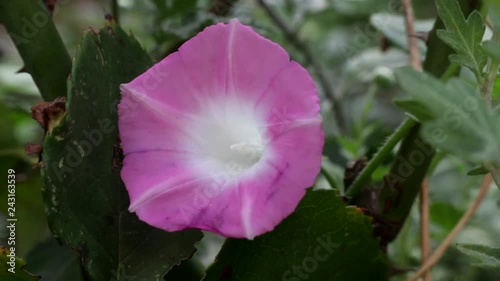 Bindweed (Convolvulus sp.) bloom on meadow, white flowers - pernicious weed of crops
 photo