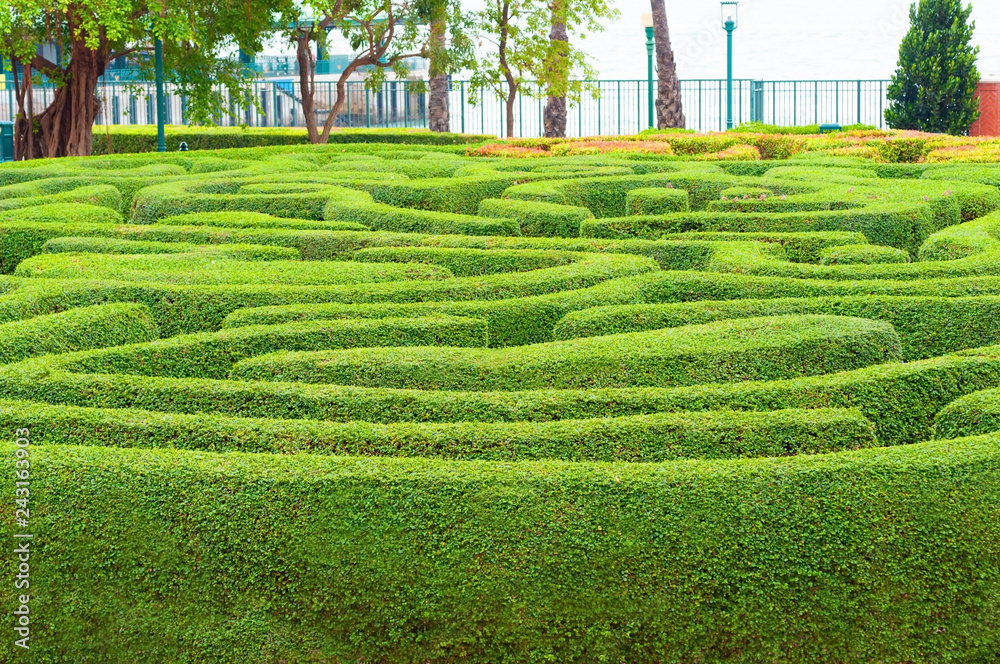 Beautiful direction of green maze garden, puzzle walkway created maze garden.  Photos | Adobe Stock