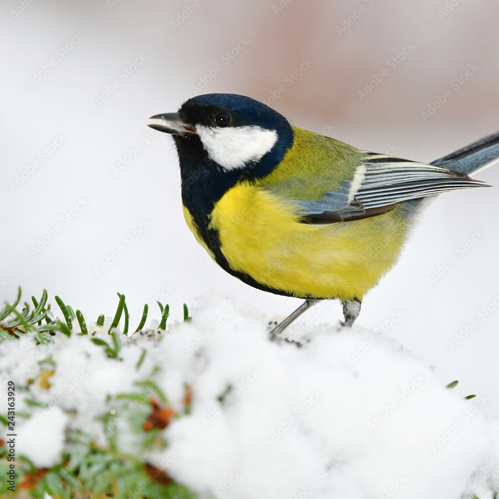 great tit sitting on snowy spruce branch great tit sitting on snowy spruce branch