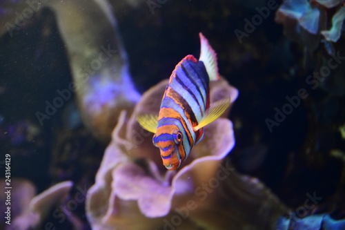 Hawaiian Fish © Roger