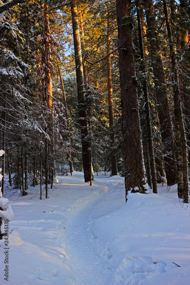 Fototapeta premium Narrow walking path in deep snow between tall trees in winter coniferous forest landscape in sunny frozen day. Beautiful landscape of the siberian taiga on a cold winter day.