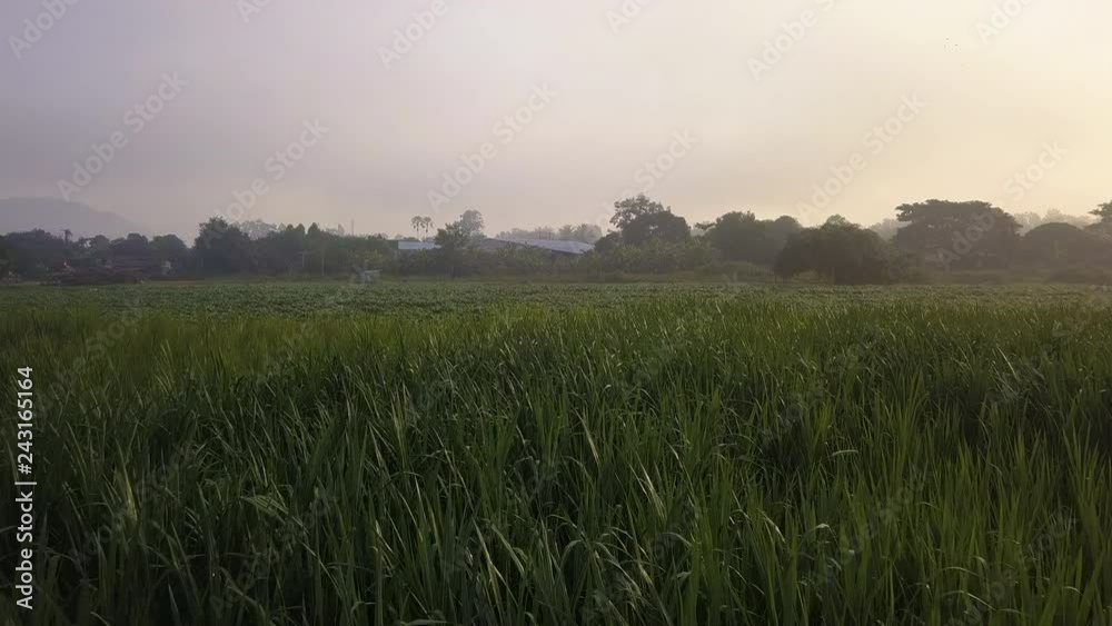 fields and houses at the morning in Chiang Mai, Thailand fields and houses at the morning in Chiang Mai, Thailand