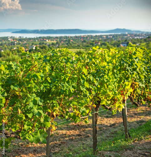 Nice vineyard in autumn