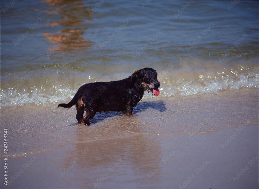 dachshund on the beach, Baltic sea, Poland dachshund on the beach, Baltic sea, Poland