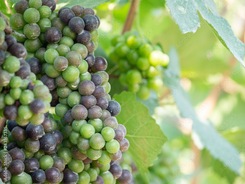 The Grapes are ready to be harvested.