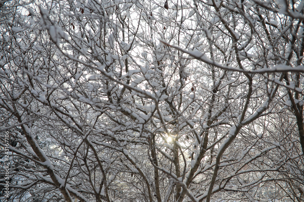 Winter Park. Landscape in snowy weather. January. Winter Park. Landscape in snowy weather. January.