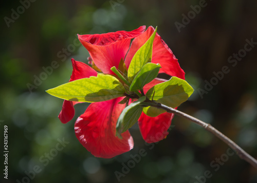 Flor de hibiscus o flor de hibisco roja, fotografía macro