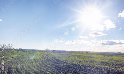 Landscape is summer. Green trees and grass in a countryside landscape. Nature summer day. Leaves on the bushes.